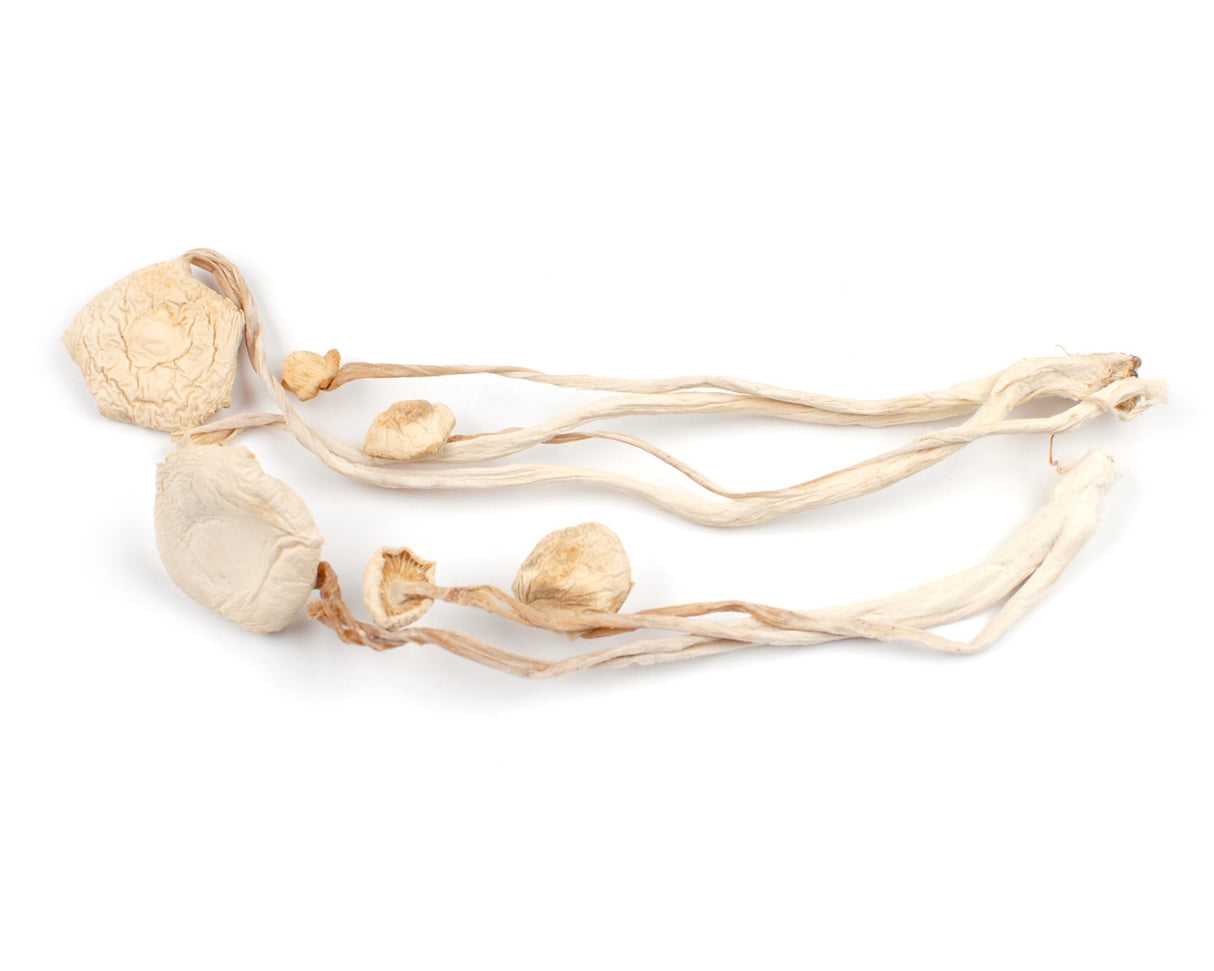 Mushrooms, Enoki, Dried,1 - 16 OUNCE