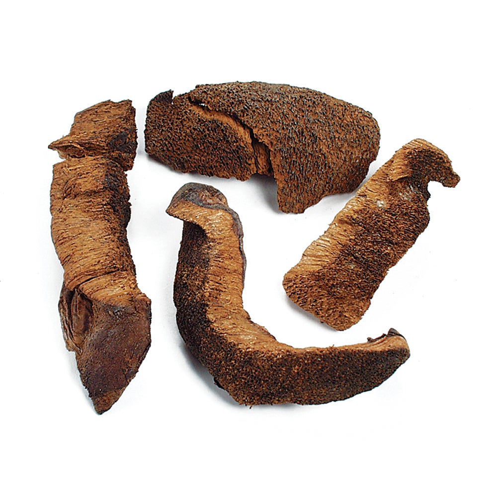 Boletes, Chilean, First Quality,1 - 16 OUNCE