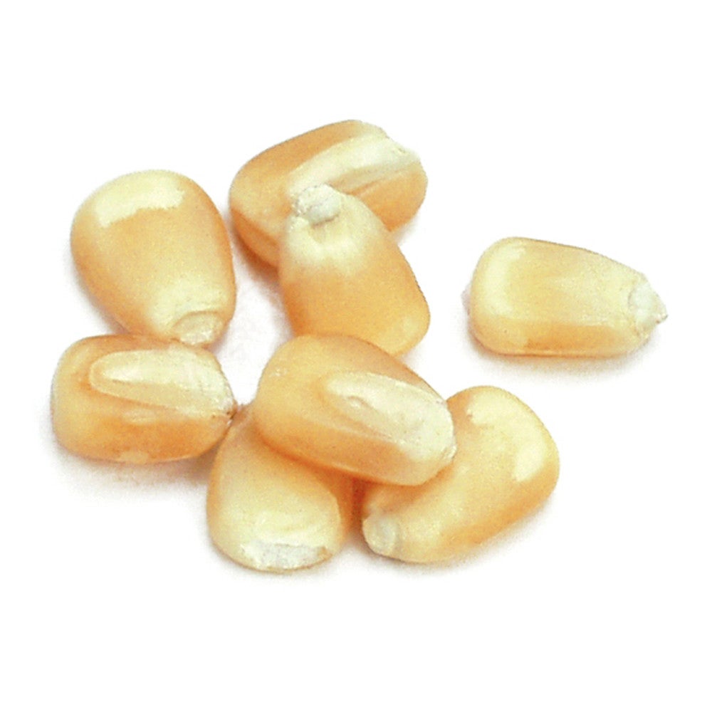 Corn, White,1 - 10 POUND