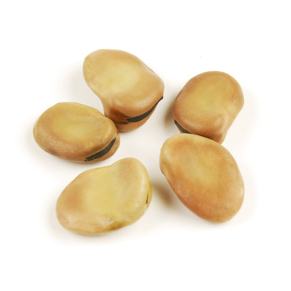 Beans, Fava, Extra Large, Dry-Packed,1 - 25 POUND