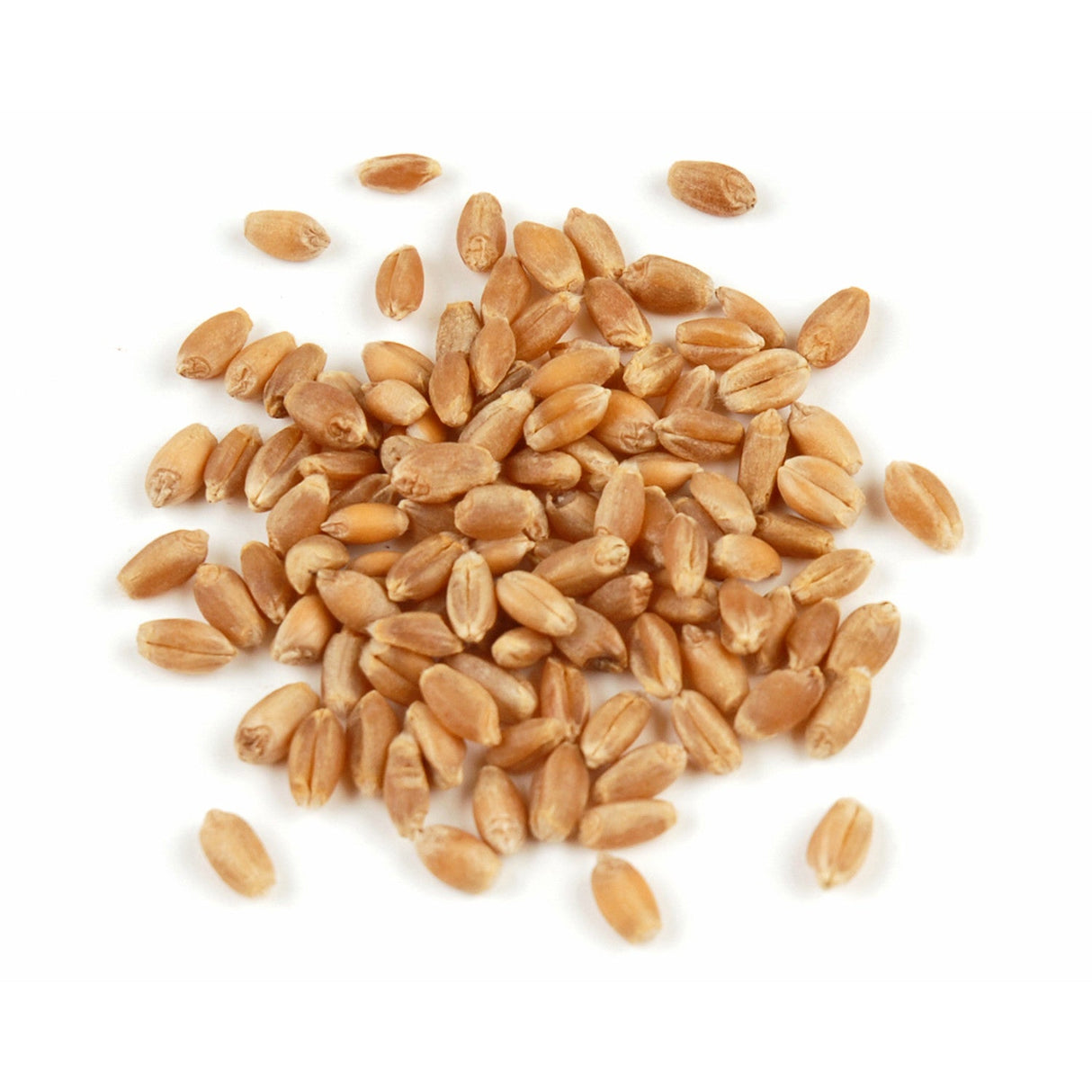 Wheat Berries, Red, Hard,1 - 10 POUND