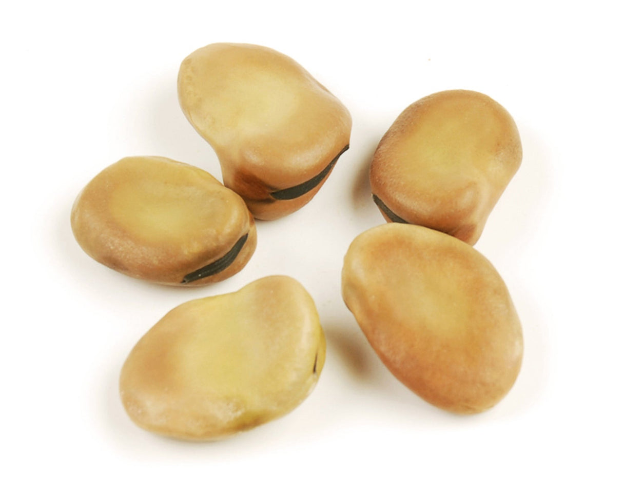 Beans, Fava, Extra Large,1 - 10 POUND