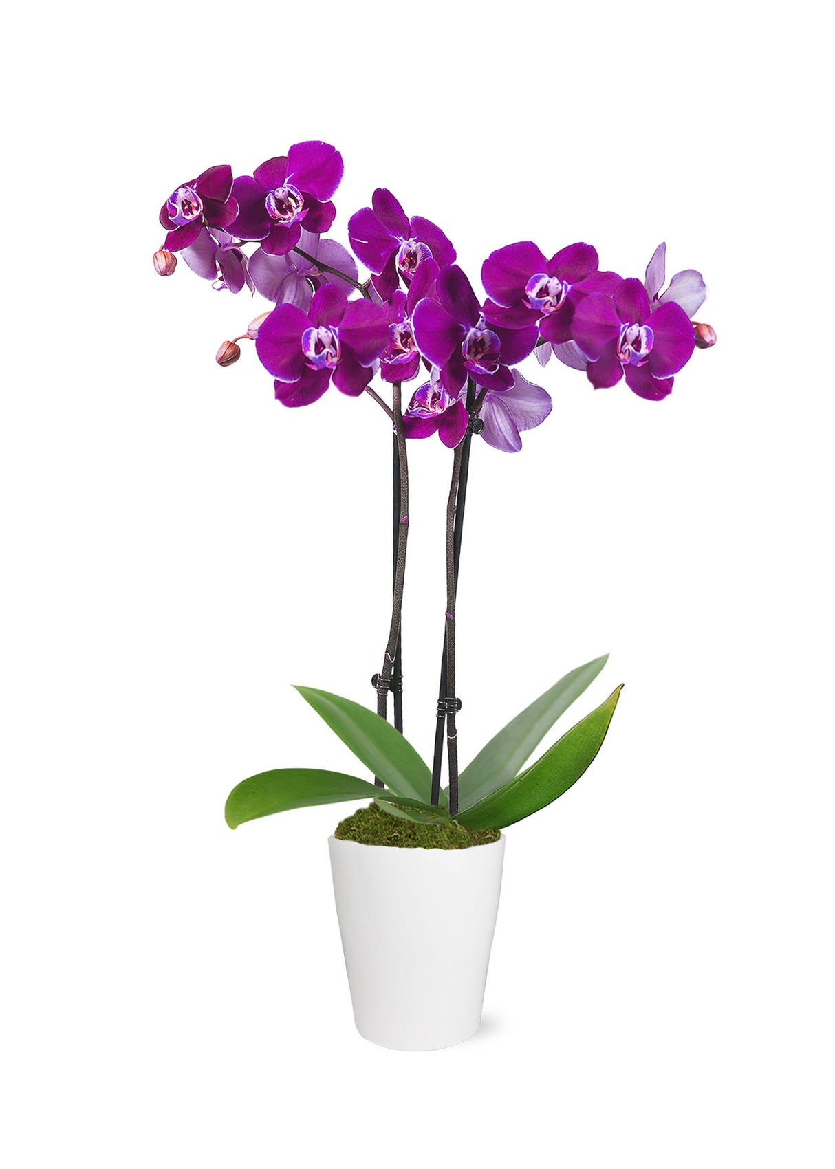 Flowers, 3 Inch, Orchids, Purple, in Ceramic Pot, Fresh,1 - 1 EACH
