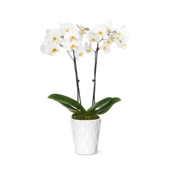 Flowers, 5 Inch, Orchids, White, in Ceramic Pot, Fresh,1 - 1 EACH