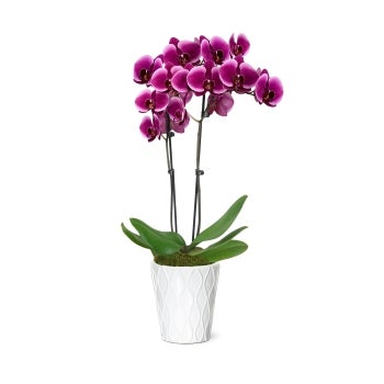 Flowers, 5 Inch, Orchids, Purple, in Ceramic Pot, Fresh,1 - 1 EACH