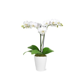 Flowers, 3 Inch, Orchids, White, in Ceramic Pot, Fresh,1 - 1 EACH