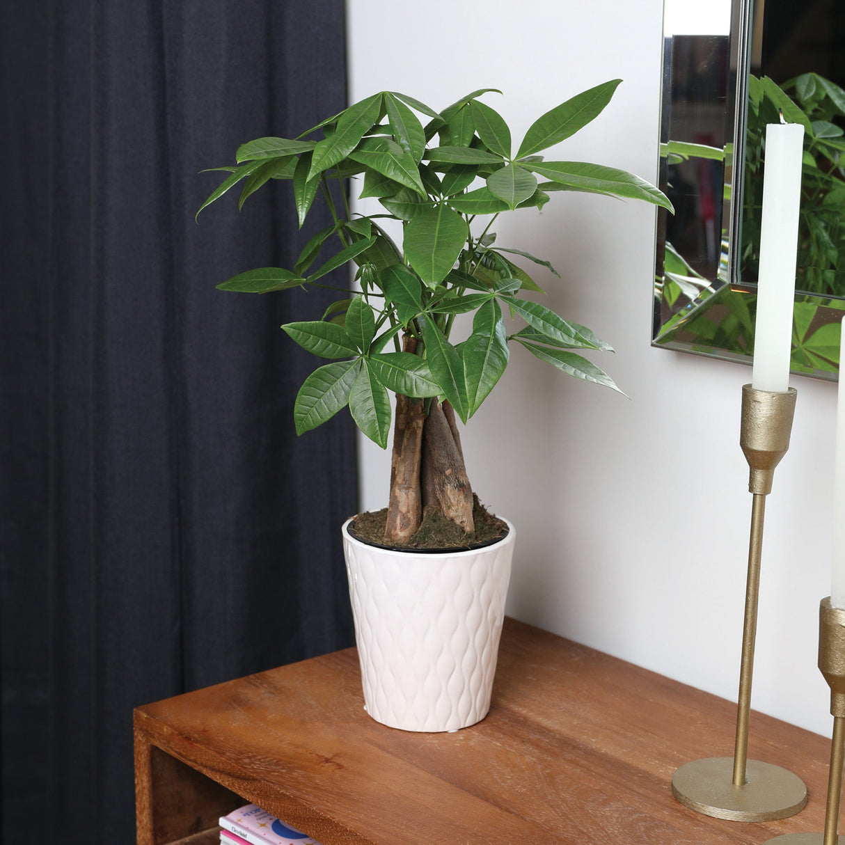 Tree, Money, 5 Inch, in White Ceramic Pot, Fresh,1 - 1 EACH