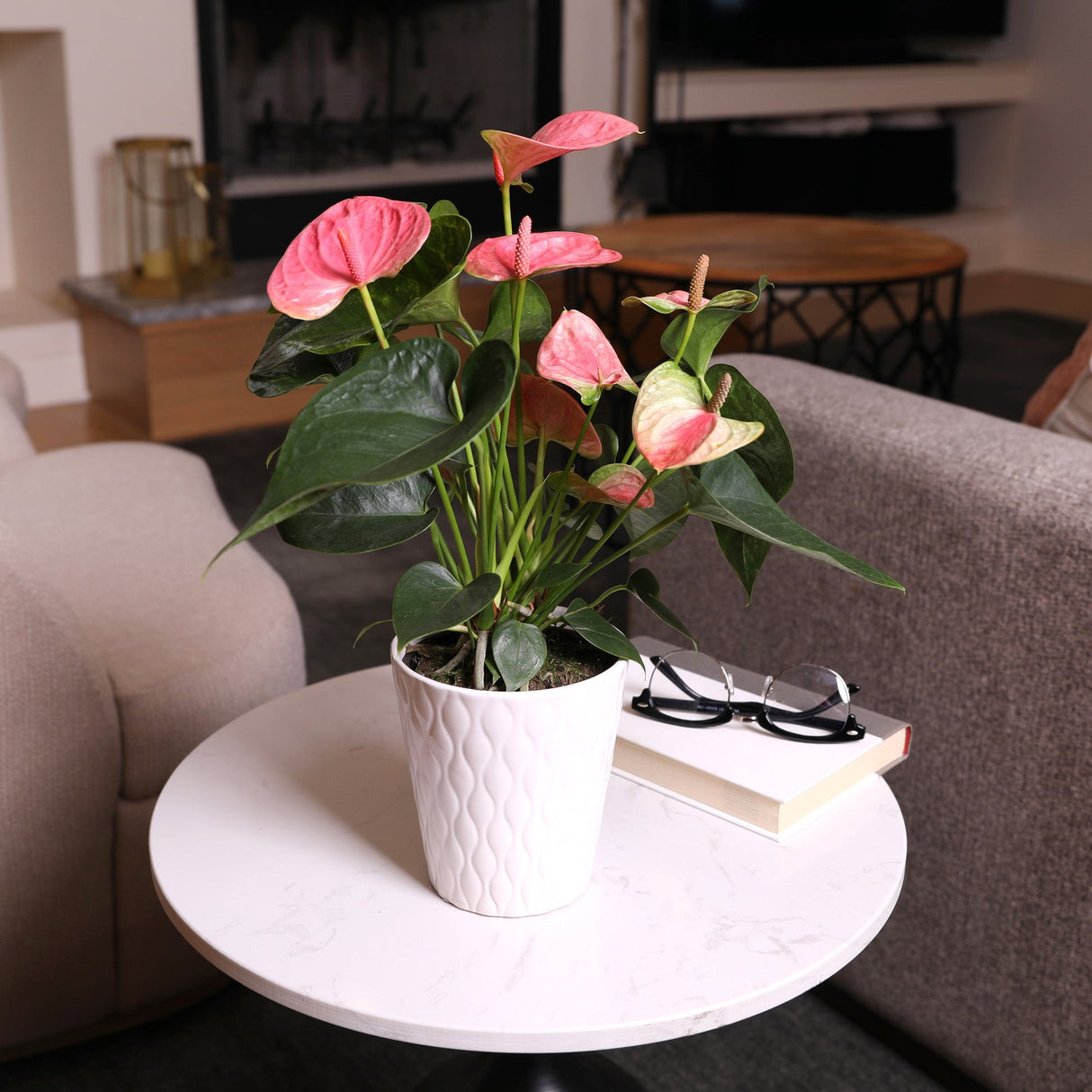 Flower, 5 Inch, Pink Anthurium, in White Ceramic Pot, Fresh,1 - 1 EACH
