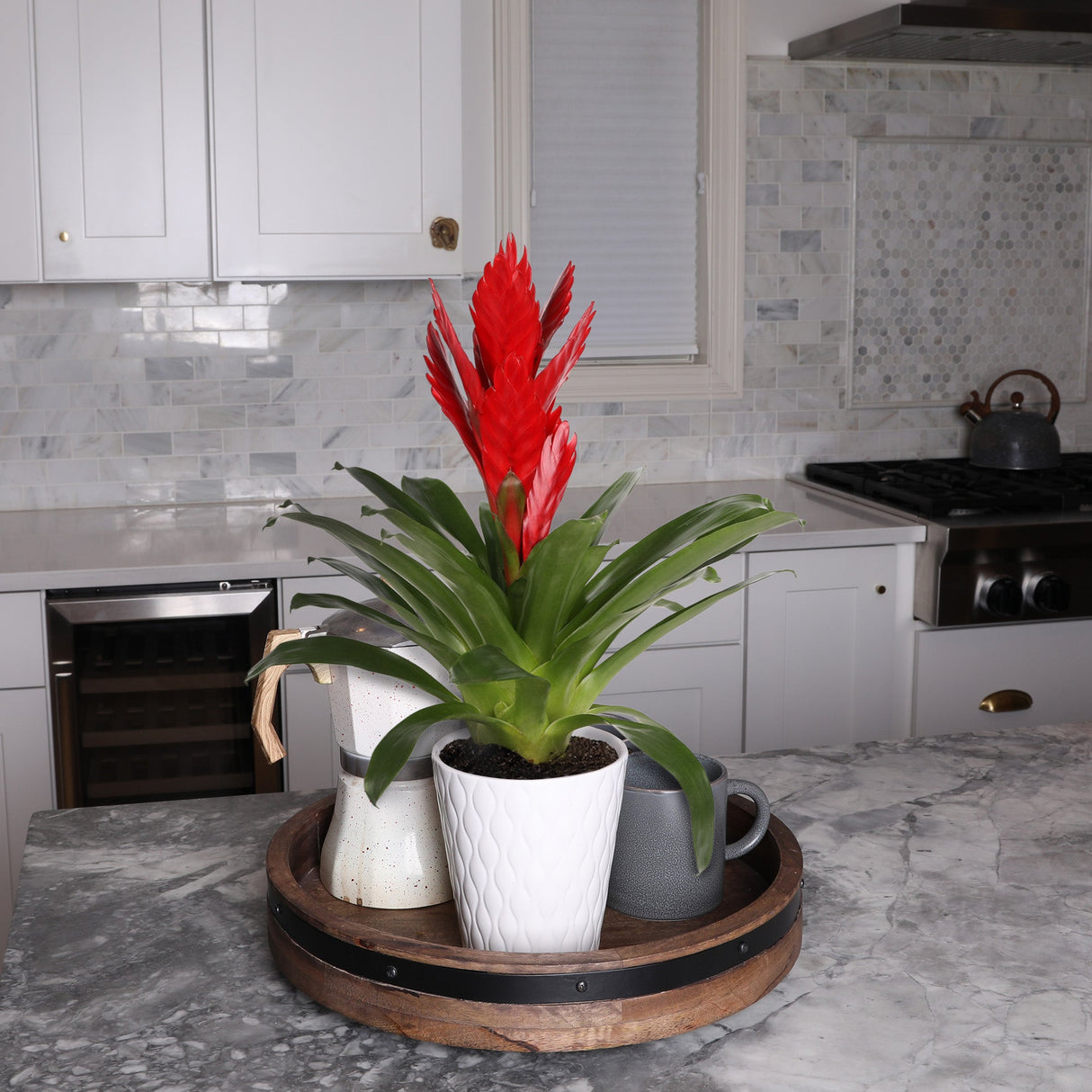 Flower, 5 Inch, Red Vriesea Bromeliad, in White Ceramic Pot, Fresh,1 - 1 EACH