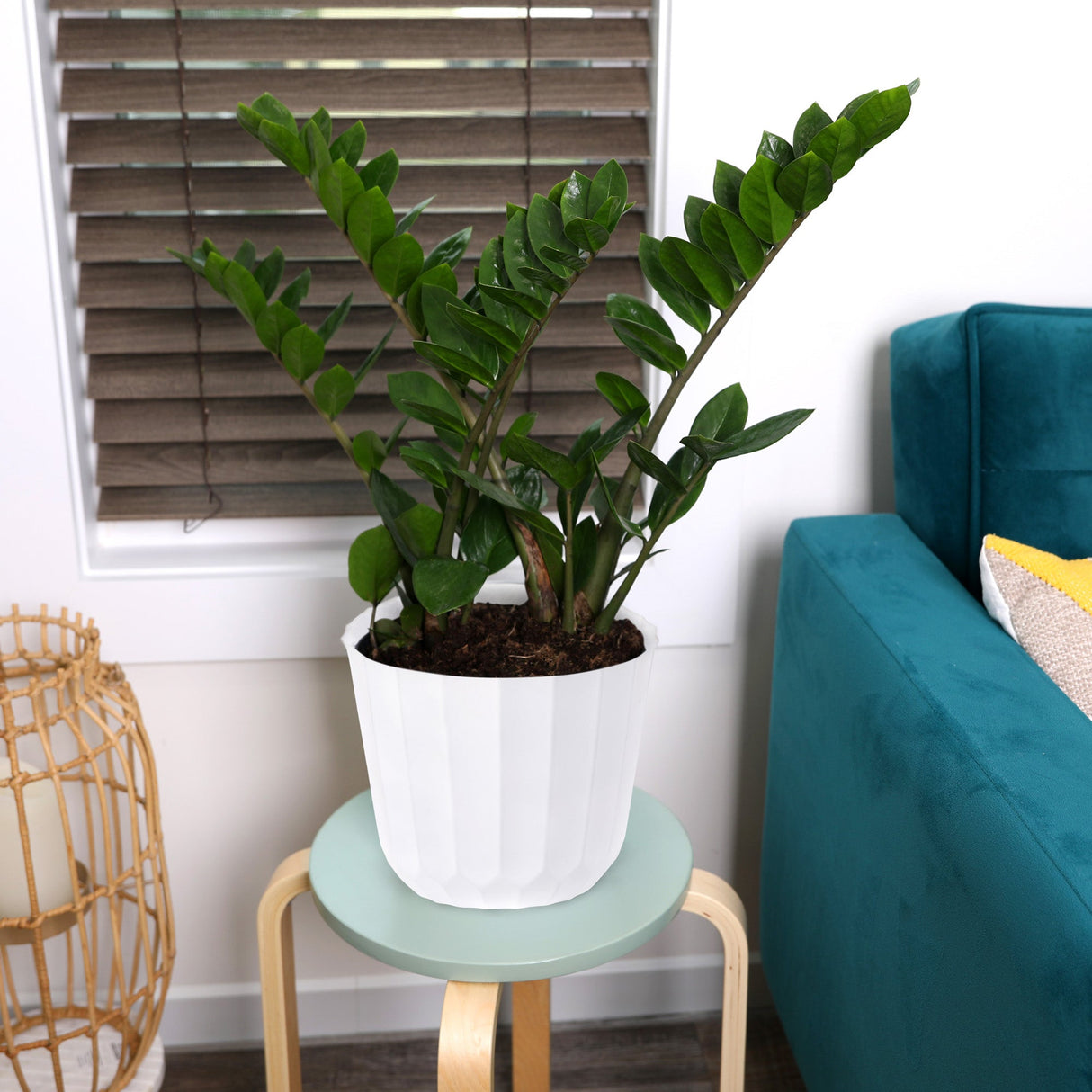 Plant, ZZ, 8 Inch, in White Plastic Pot, Fresh,1 - 1 EACH