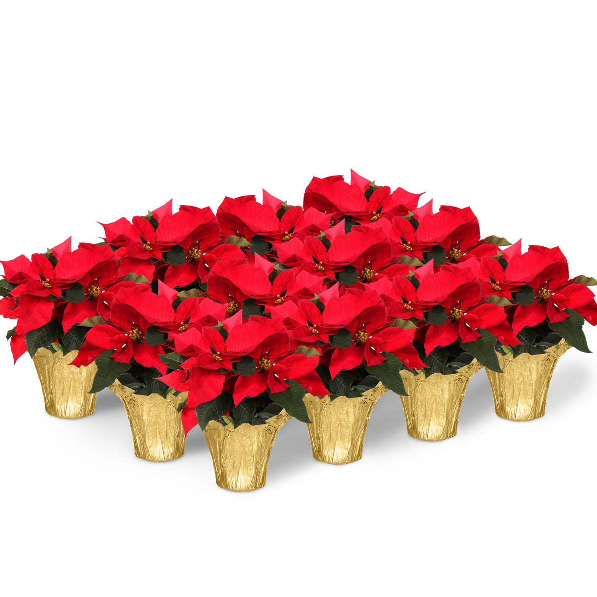 Poinsettia, 4 Inch,12 - 1 EACH