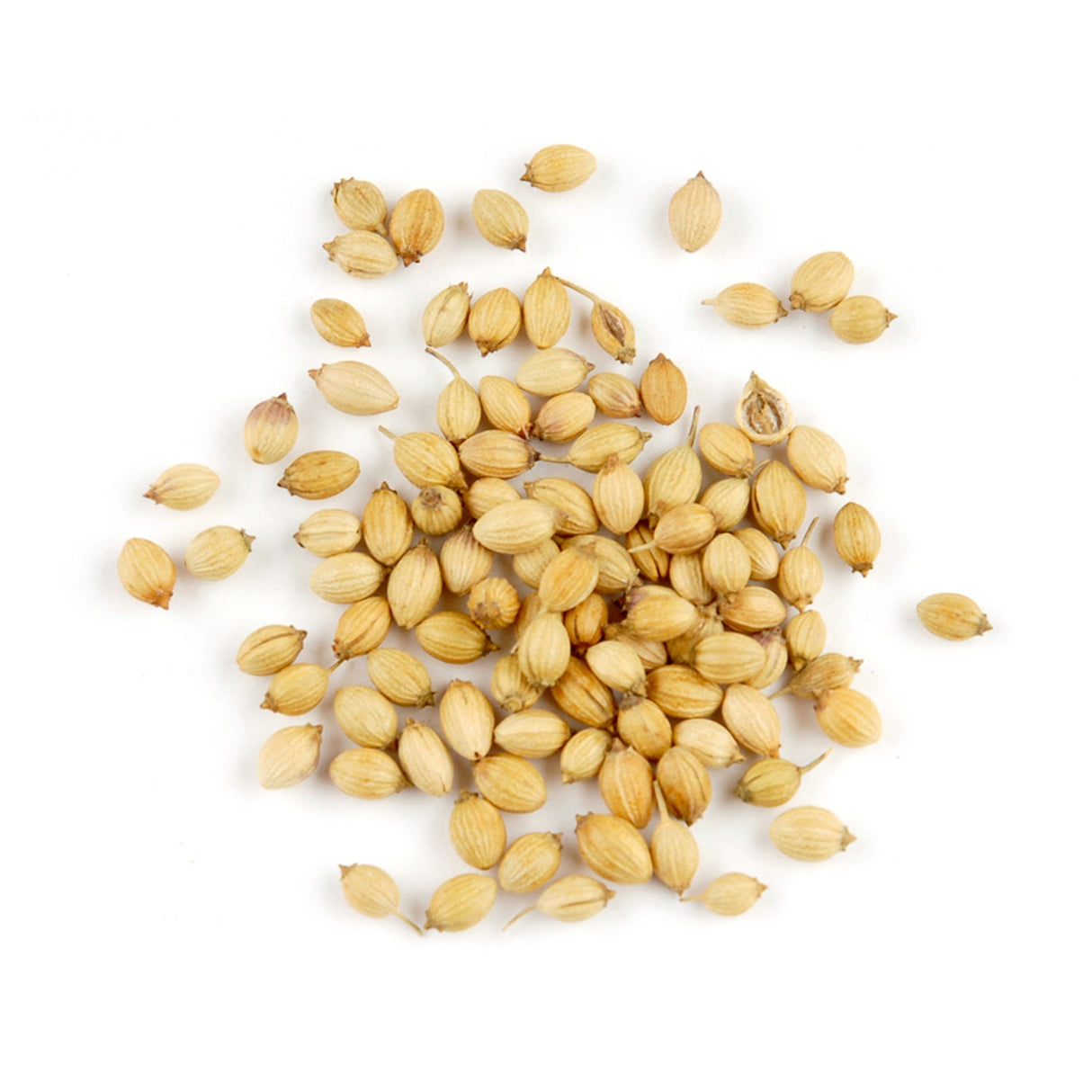 Spice, Coriander Seed, Whole, Extra Bold,1 - 4 POUND