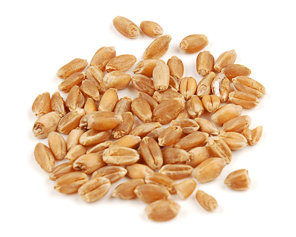 Wheat Berries, Organic, Hard Red,1 - 25 POUND