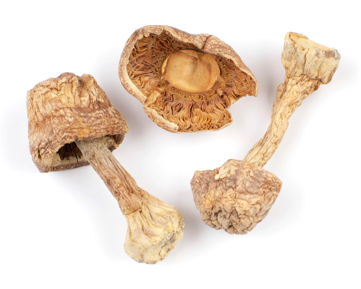 Mushroom Pieces, Blazei, Dried,1 - 16 OUNCE