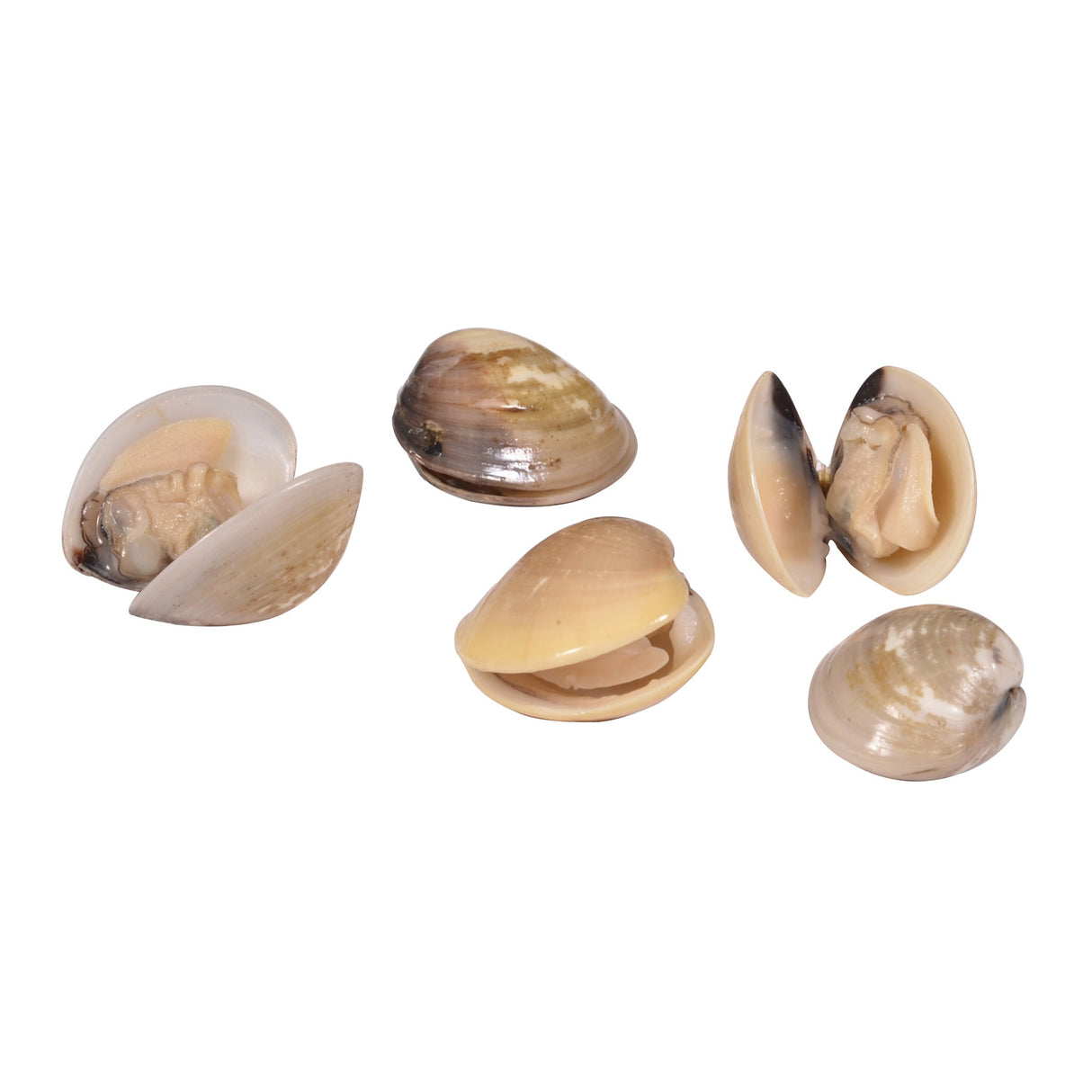 Clams, Baby, Whole, Boiled,12 - 28 OUNCE