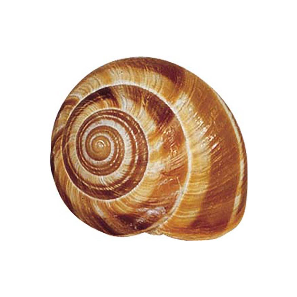 Shells, Snail, Extra-Large,12 - 36 COUNT