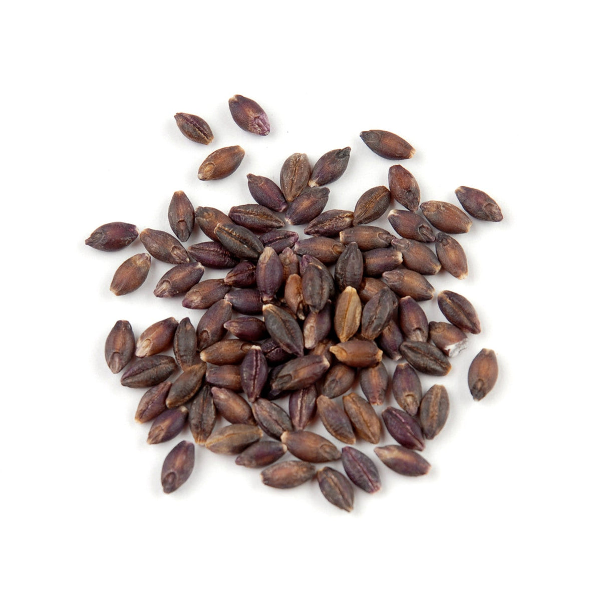 Barley, Black,1 - 10 POUND