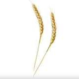 Skewers, Wheat, 5.9 Inch, Bamboo,1 - 500 COUNT