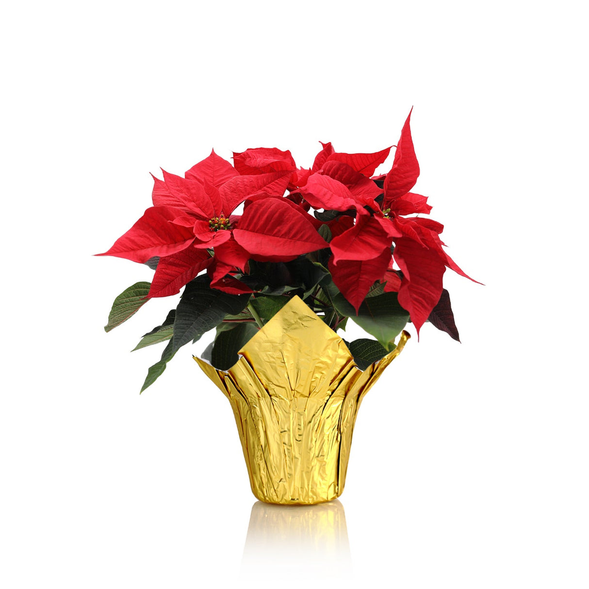 Poinsettia, Red, 6 Inch, in Gold Cover Wrap,1 - 1 EACH
