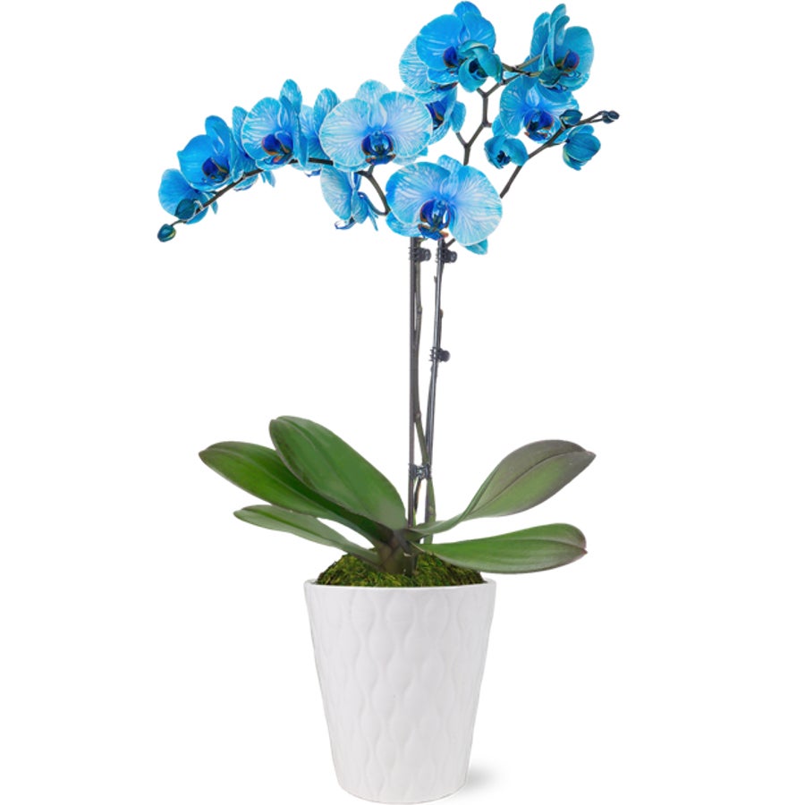 Orchid, Blue Watercolor, 5 Inch, in White Ceramic Pot,1 - 1 EACH