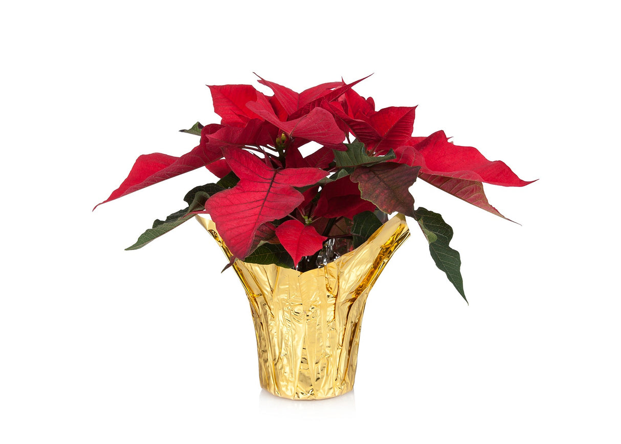 Poinsettia, Red, 4 Inch, in Gold Cover Wrap,1 - 1 EACH