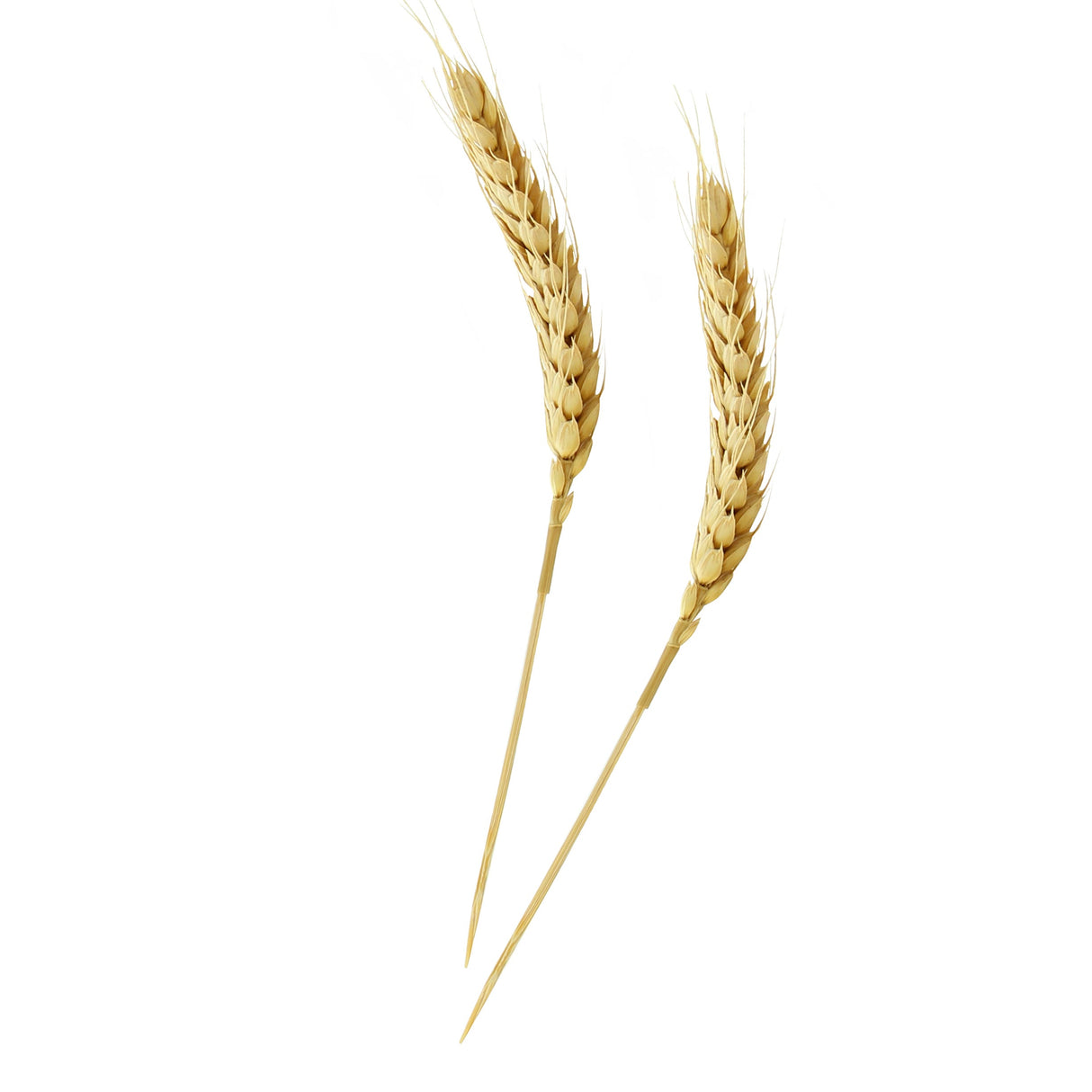Skewers, Wheat, 5.9 Inch, Bamboo,1 - 500 COUNT