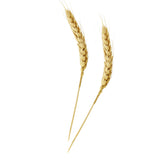 Skewers, Wheat, 5.9 Inch, Bamboo,1 - 500 COUNT