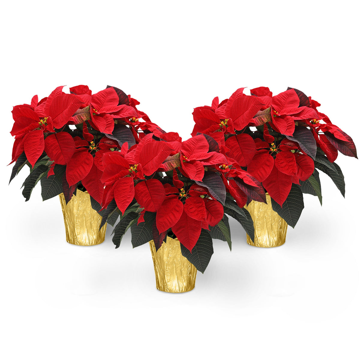 Poinsettia, 6 Inch,3 - 1 EACH