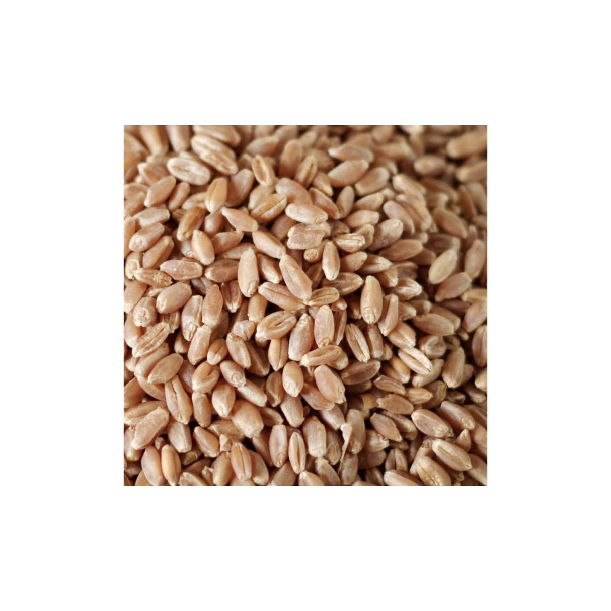 Wheat Berries, Hard Red Winter, Bulk,1 - 50 POUND