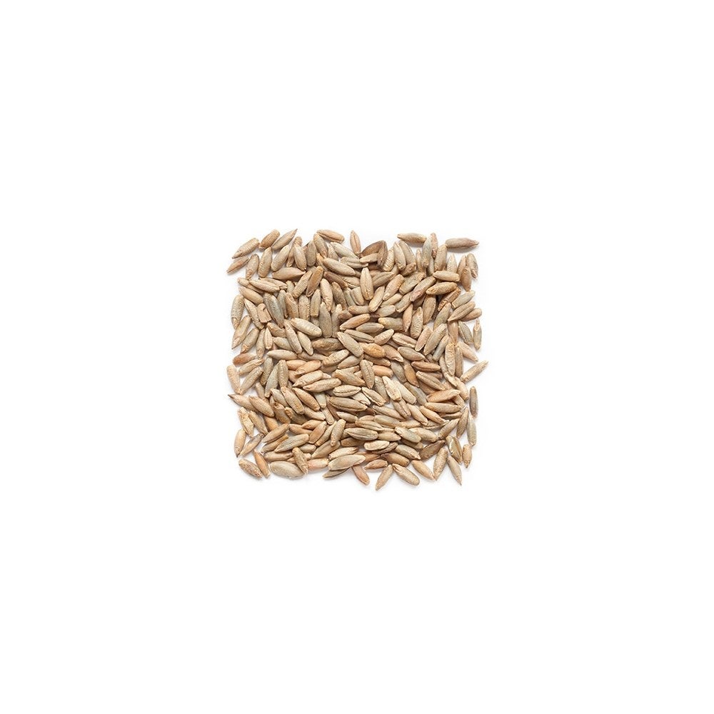 Rye Berry, Bulk,1 - 25 POUND