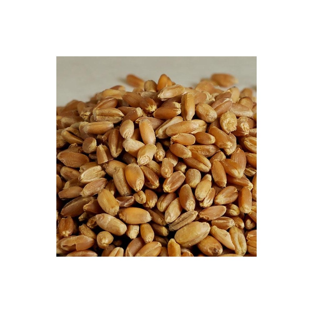 Wheat Berries, Hard Winter, Bulk,1 - 25 POUND
