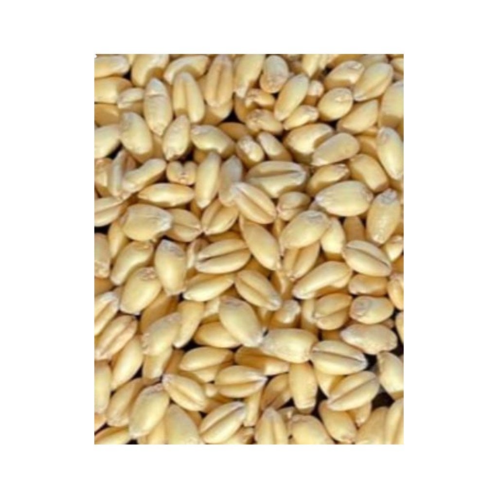 Wheat Berries, Soft White Winter, Bulk,1 - 25 POUND