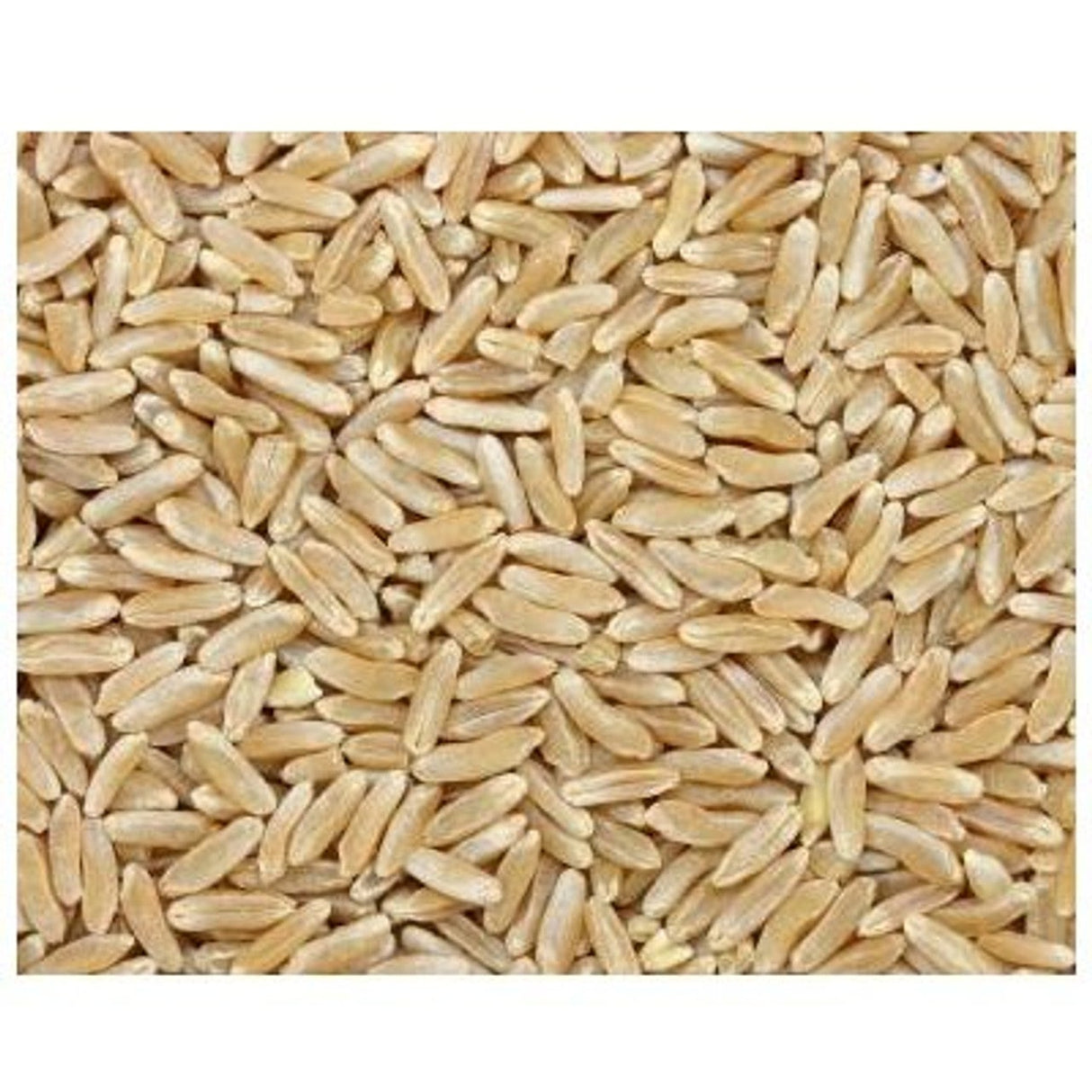 Kamut Berry, Bulk,1 - 25 POUND